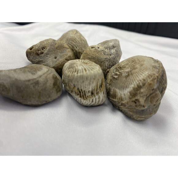 6 Fossilized Horn Coral Lake Superior Mi - Picture 3 of 4